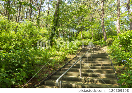 八景島初夏的繡球花 126809398