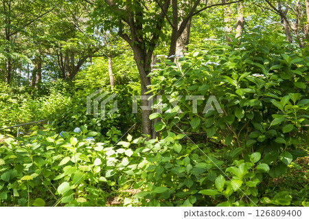 Early summer hydrangeas at Hakkeijima 126809400