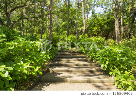 Early summer hydrangeas at Hakkeijima 126809402
