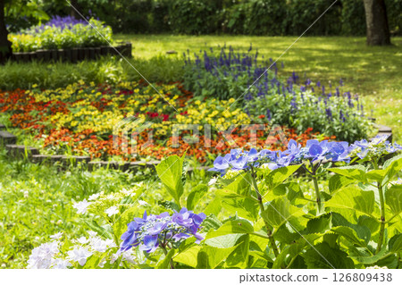 八景島初夏的繡球花 126809438