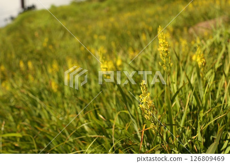 秋麒麟草花將八方尾根山脊染成黃色 126809469