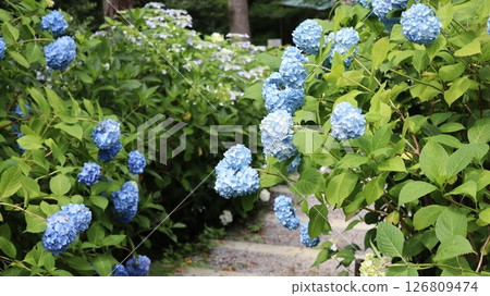 Hydrangeas line the approach to Washioyamakami Shrine 126809474