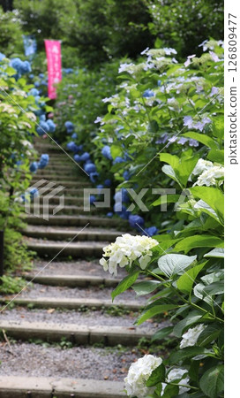 鷲尾山上神社參道兩旁盛開著繡球花 126809477