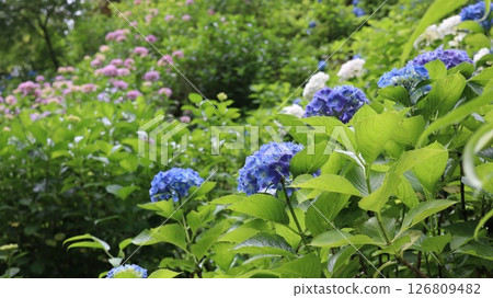 Hydrangeas line the approach to Washioyamakami Shrine Hydrangeas line the approach to Washioyamakami Shrine 126809482