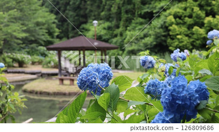 辰野口濱水公園盛開的藍色繡球花 126809686