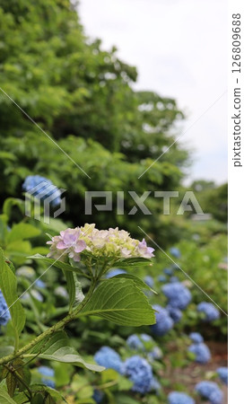 Blue hydrangeas blooming in the park, Tatsunoguchi Waterfront Park Blue hydrangeas blooming in the park, Tatsunoguchi Waterfront Park 126809688
