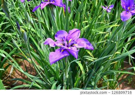 鳶尾花，日本鳶尾花，日本鳶尾花，日本鳶尾花 126809716