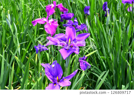 鳶尾花，日本鳶尾花，日本鳶尾花，日本鳶尾花 126809717