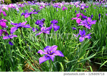 鳶尾花,日本鳶尾花,日本鳶尾花,日本鳶尾花 鳶尾花,日本鳶尾花,日本鳶尾花,日本鳶尾花 126809718
