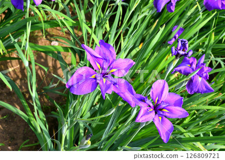Iris, Japanese iris, Japanese iris, Japanese iris 126809721