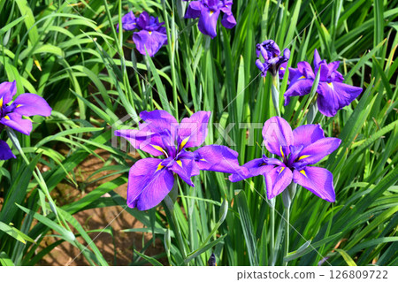 Iris, Japanese iris, Japanese iris, Japanese iris 126809722