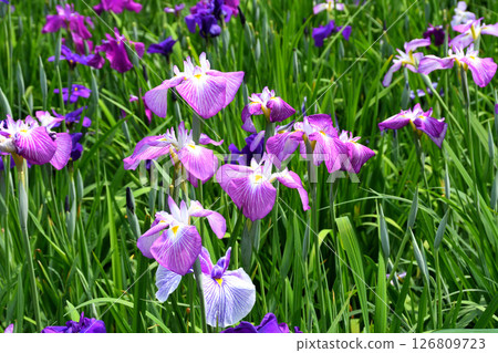 Iris, Japanese iris, Japanese iris, Japanese iris 126809723
