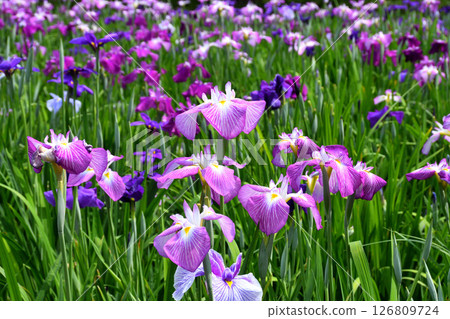 Iris, Japanese iris, Japanese iris, Japanese iris 126809724