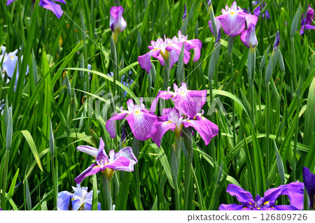 鳶尾花，日本鳶尾花，日本鳶尾花，日本鳶尾花 126809726