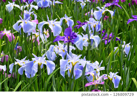 Iris, Japanese iris, Japanese iris, Japanese iris Iris, Japanese iris, Japanese iris, Japanese iris 126809729