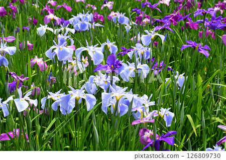 Iris, Japanese iris, Japanese iris, Japanese iris Iris, Japanese iris, Japanese iris, Japanese iris 126809730