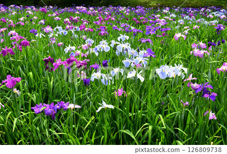 Iris, Japanese iris, Japanese iris, Japanese iris Iris, Japanese iris, Japanese iris, Japanese iris 126809738
