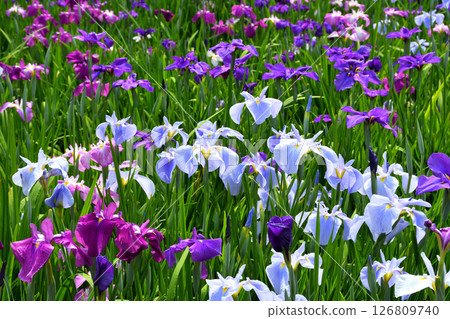 Iris, Japanese iris, Japanese iris, Japanese iris Iris, Japanese iris, Japanese iris, Japanese iris 126809740