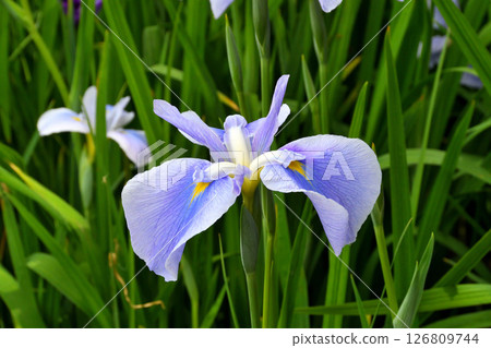 鳶尾花，日本鳶尾花，日本鳶尾花，日本鳶尾花 126809744
