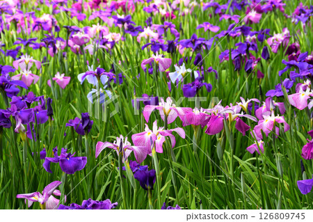 Iris, Japanese iris, Japanese iris, Japanese iris Iris, Japanese iris, Japanese iris, Japanese iris 126809745