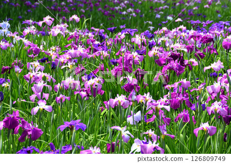 Iris, Japanese iris, Japanese iris, Japanese iris 126809749
