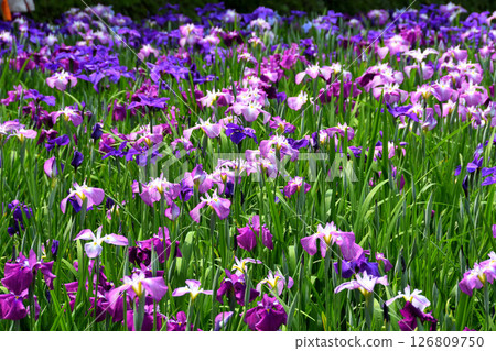 Iris, Japanese iris, Japanese iris, Japanese iris 126809750