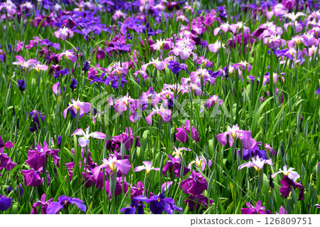 Iris, Japanese iris, Japanese iris, Japanese iris 126809751