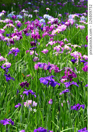 Iris, Japanese iris, Japanese iris, Japanese iris 126809752