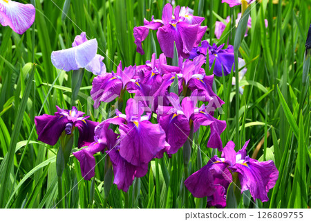 Iris, Japanese iris, Japanese iris, Japanese iris 126809755