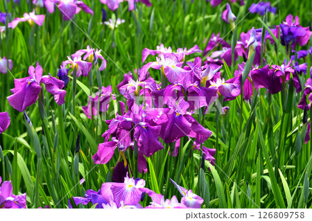 鳶尾花，日本鳶尾花，日本鳶尾花，日本鳶尾花 126809758