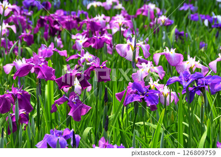 鳶尾花，日本鳶尾花，日本鳶尾花，日本鳶尾花 126809759
