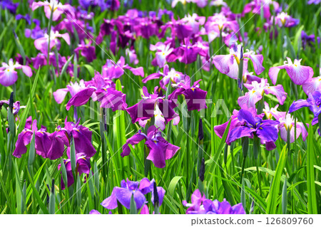 鳶尾花，日本鳶尾花，日本鳶尾花，日本鳶尾花 126809760