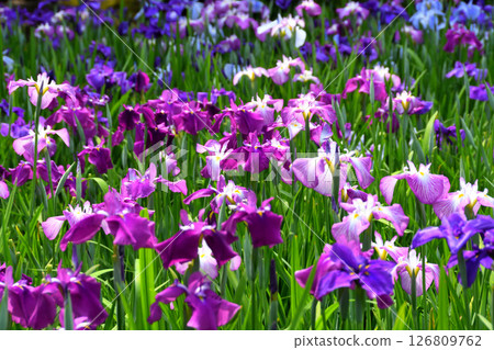 鳶尾花，日本鳶尾花，日本鳶尾花，日本鳶尾花 126809762
