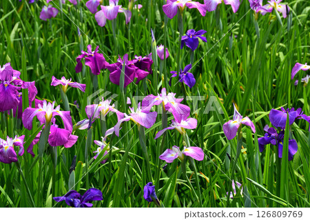 Iris, Japanese iris, Japanese iris, Japanese iris Iris, Japanese iris, Japanese iris, Japanese iris 126809769