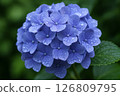藍紫色繡球花束被雨水弄濕 126809795