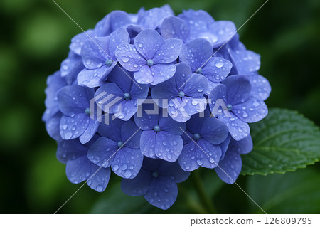 Blue-purple hydrangea bunch wet with rain 126809795