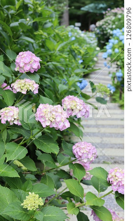 鷲尾山上神社參道上盛開的繡球花 126809796