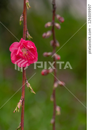 Gorgeous pink peach blossoms Gorgeous pink peach blossoms 126809997