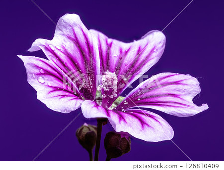 Vibrant Purple Mallow Flower with Sparkling Water Drops 126810409