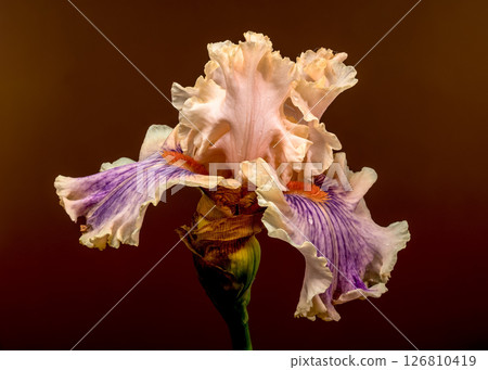 Soft Peach and Purple Iris Bloom with Bud on Brown 126810419