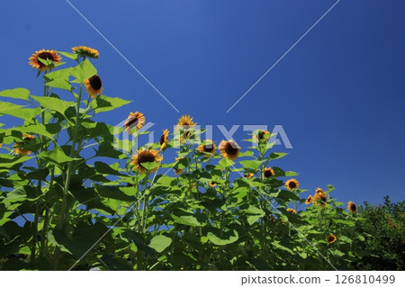 夏日天空盛開的向日葵 夏日風景 126810499