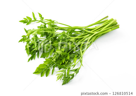 Japanese parsley on a white background 126810514