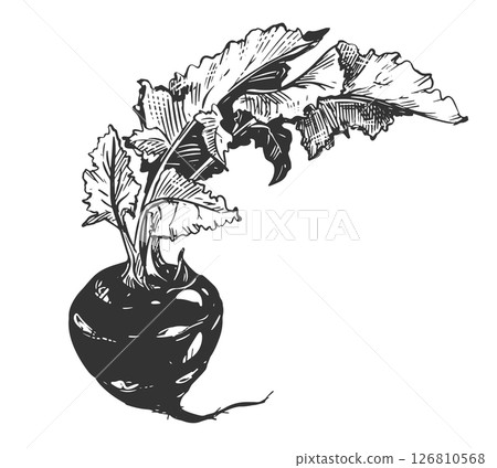 Vector hand drawn illustration of kohlrabi. Healthy vegetable in engraving style. Detailed ink drawing of cabbage. Farmer's market product. Root vegetable with leaves for menu, label, icon. 126810568