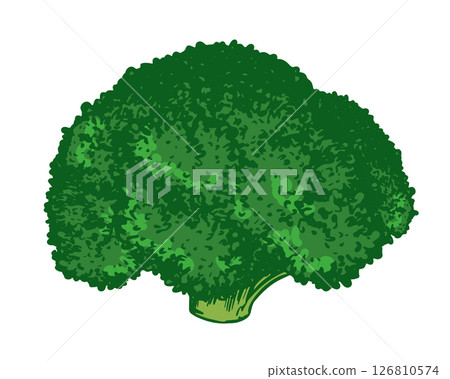 Vector sketch of green broccoli. Hand-drawn cabbage, imitation of old color engraving technique. Colored drawing of cauliflower on white background. Healthy farm vegetable. Vector sketch of green broccoli. Hand-drawn cabbage, imitation of old color engraving technique. Colored drawing of cauliflower on white background. Healthy farm vegetable. 126810574