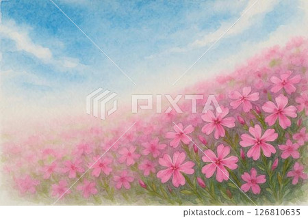 明信片：苔蘚福祿考 126810635