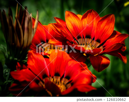 鮮紅色的雜色菊花在陽光下閃閃發光 126810662