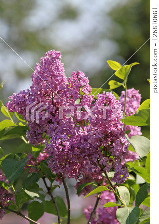 札幌花卉景點 川下公園 丁香花 紫丁香花 札幌市花 126810681