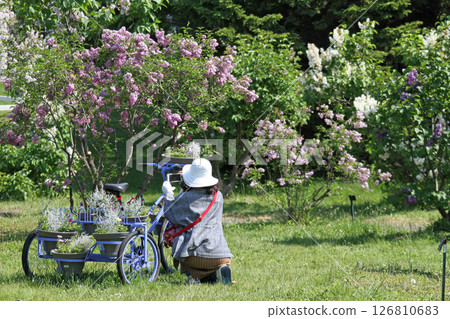 札幌花卉景點 川下公園 丁香花 紫丁香花 札幌市花 126810683