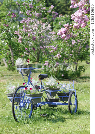 札幌花卉景點 川下公園 丁香花 紫丁香花 札幌市花 126810699