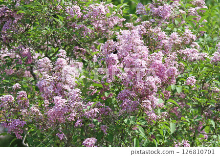 札幌花卉景點 川下公園 丁香花 紫丁香花 札幌市花 札幌花卉景點 川下公園 丁香花 紫丁香花 札幌市花 126810701
